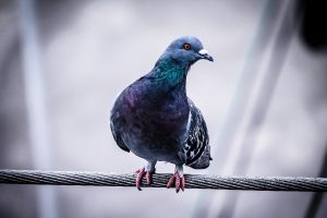 pigeon